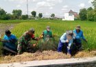 Kendalikan Hama Tikus, Babinsa Bentangan Klaten Gropyokan Tikus Dampingi Petani Binaan