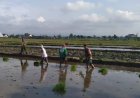 Perkuat Ketahanan Pangan, Babinsa Kebonarum Klaten Turun Ke Sawah